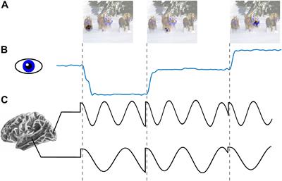 The Role of Neuronal Oscillations in Visual Active Sensing